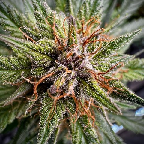 Banana Purple Punch (FB) 8 Weeks growlog timeline photo