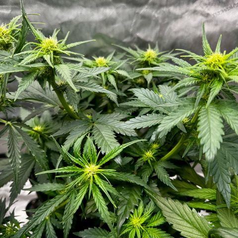 Banana Purple Punch (FB) 8 Weeks growlog timeline photo