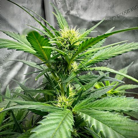 Papaya Cookies (FB):     8-9 Weeks growlog timeline photo