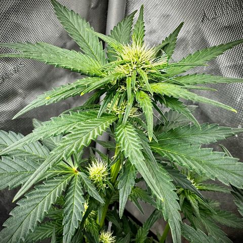 Banana Purple Punch (FB) 8 Weeks growlog timeline photo