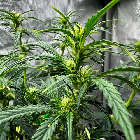 Gorilla Zkittlez (FB)       8-9 Weeks growlog timeline photo