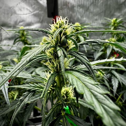 Gorilla Zkittlez (FB)       8-9 Weeks growlog timeline photo