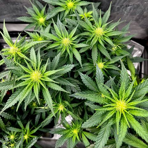 Banana Purple Punch (FB) 8 Weeks growlog timeline photo