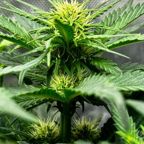 Banana Purple Punch (FB) 8 Weeks growlog timeline photo