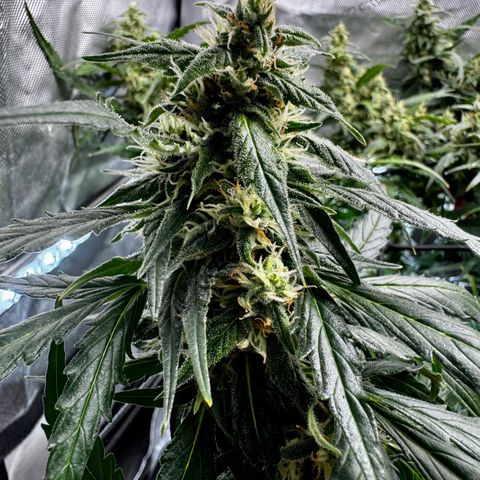 Gorilla Zkittlez (FB)       8-9 Weeks growlog timeline photo