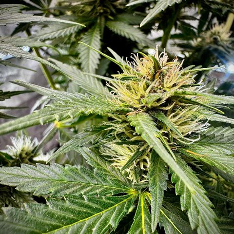 Banana Purple Punch (FB) 8 Weeks growlog timeline photo