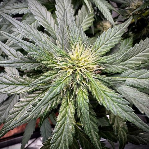 Banana Purple Punch (FB) 8 Weeks growlog timeline photo
