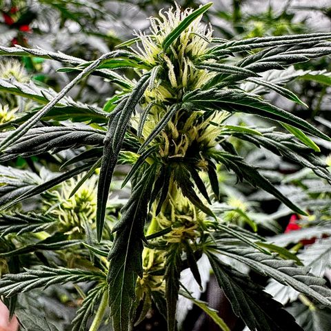 Gorilla Zkittlez (FB)       8-9 Weeks growlog timeline photo