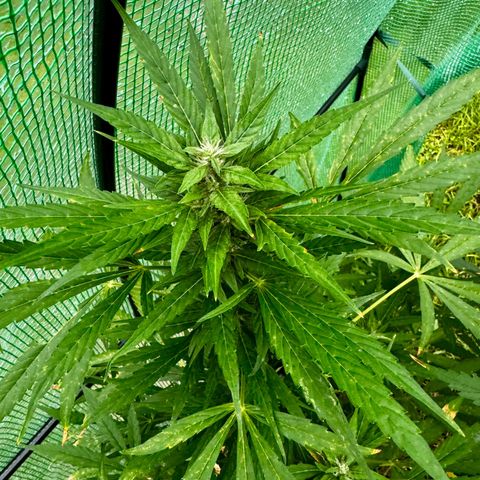Mixed Bag Auto #2 growlog timeline photo