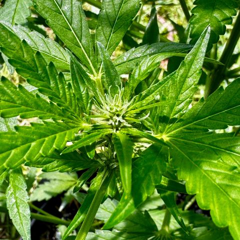 Mixed Bag Auto #2 growlog timeline photo