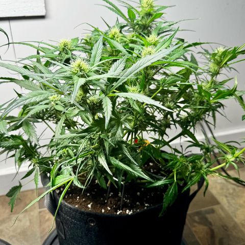 Papaya Cookies (FB):     8-9 Weeks growlog timeline photo