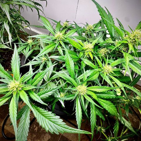 Papaya Cookies (FB):     8-9 Weeks growlog timeline photo
