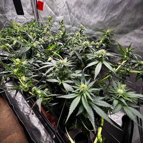 Banana Purple Punch (FB) 8 Weeks growlog timeline photo