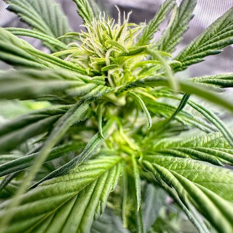 Gorilla Zkittlez (FB)       8-9 Weeks growlog timeline photo