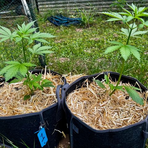 Mixed Bag Auto #1 growlog timeline photo