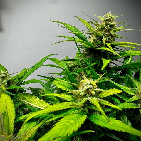 Papaya Cookies (FB):     8-9 Weeks growlog timeline photo