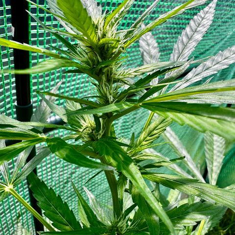 Mixed Bag Auto #2 growlog timeline photo