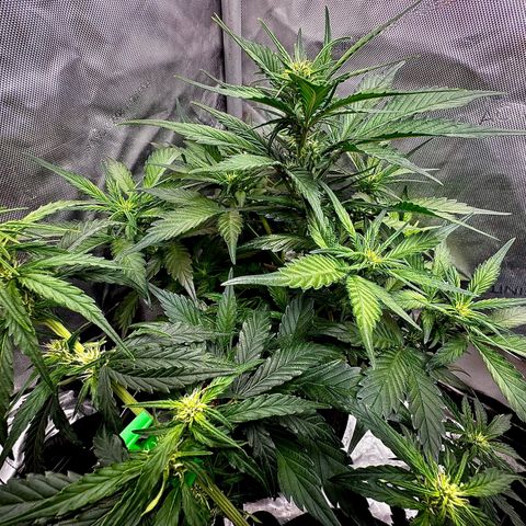 Papaya Cookies (FB):     8-9 Weeks growlog timeline photo