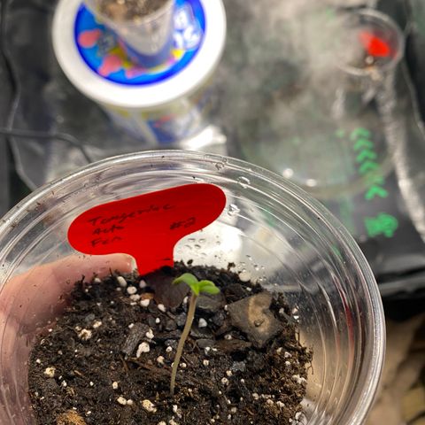 Tangerine Dream #2 growlog timeline photo