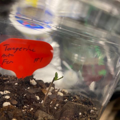 Tangerine dream #1 growlog timeline photo
