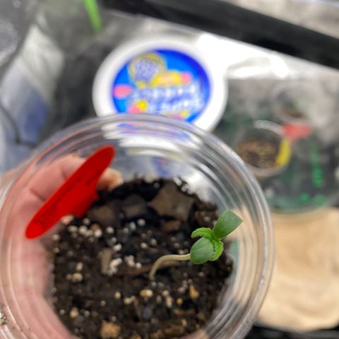 Tangerine Dream #2 growlog timeline photo
