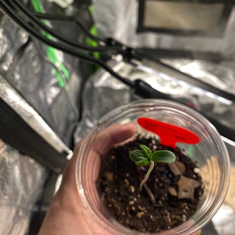 Tangerine Dream #2 growlog timeline photo