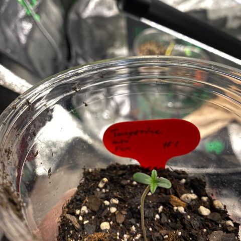 Tangerine dream #1 growlog timeline photo