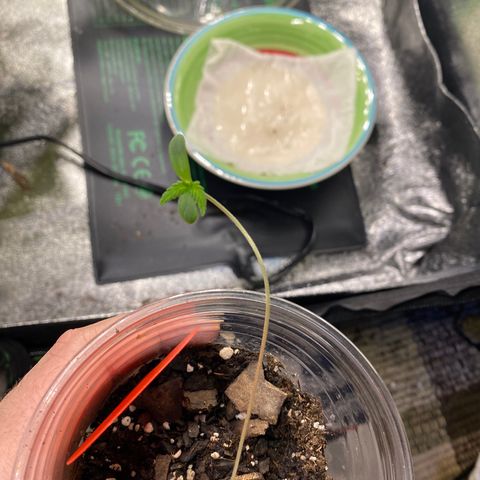 Tangerine Dream #2 growlog timeline photo