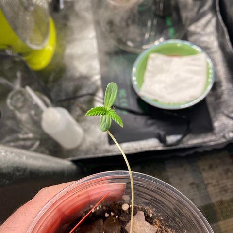 Tangerine Dream #2 growlog timeline photo