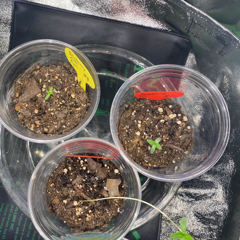 Tangerine Dream #2 growlog timeline photo