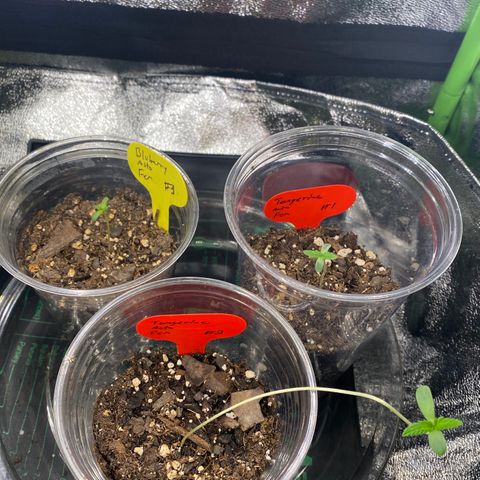 Tangerine Dream #2 growlog timeline photo