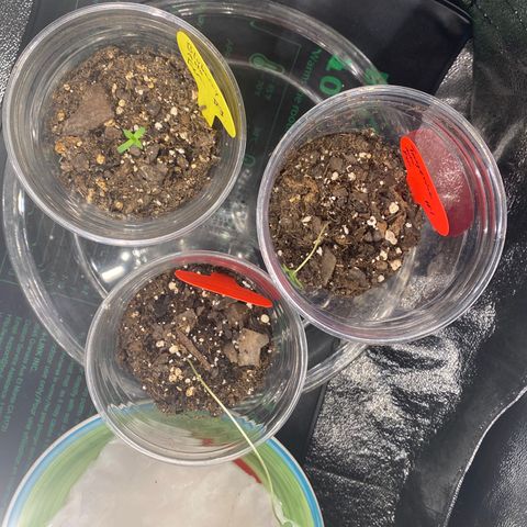 Tangerine Dream #2 growlog timeline photo