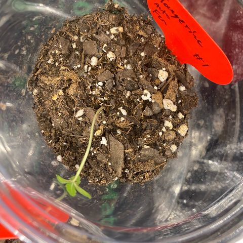 Tangerine dream #1 growlog photo: Extremely flimsy/leggy. Cannot stant up and leans over. 