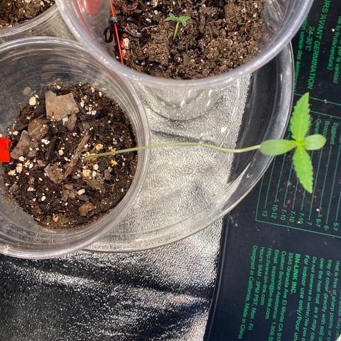 Tangerine Dream #2 growlog timeline photo