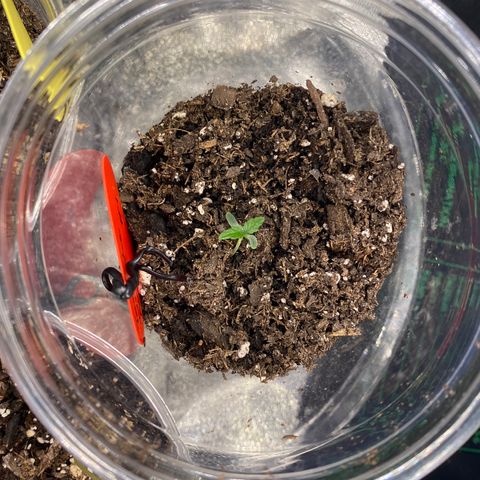Tangerine dream #1 growlog timeline photo