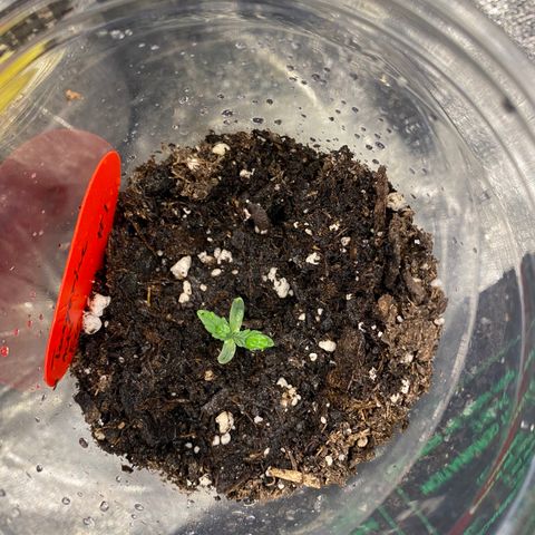 Tangerine dream #1 growlog timeline photo