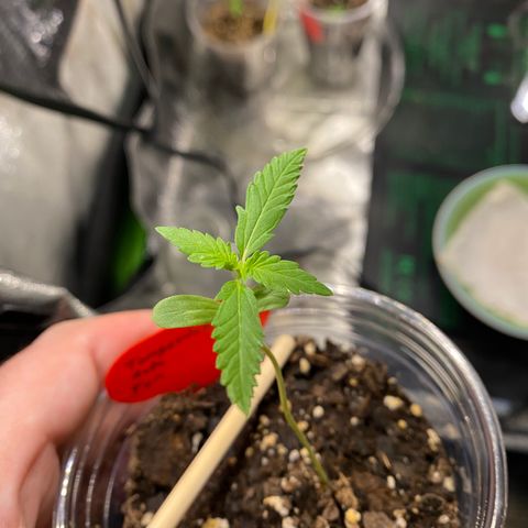 Tangerine Dream #2 growlog timeline photo