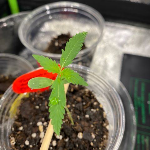 Tangerine Dream #2 growlog timeline photo
