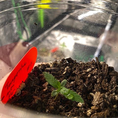 Tangerine dream #1 growlog timeline photo