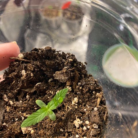 Tangerine dream #1 growlog timeline photo