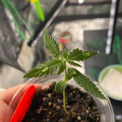 Tangerine Dream #2 growlog timeline photo