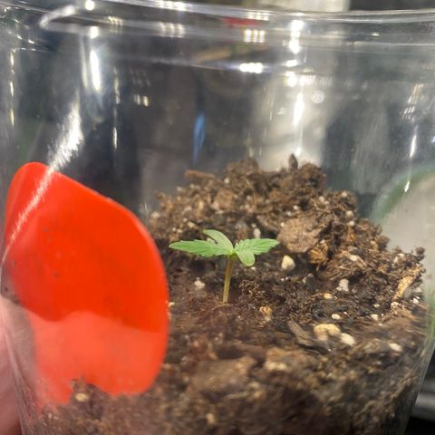 Tangerine dream #1 growlog timeline photo