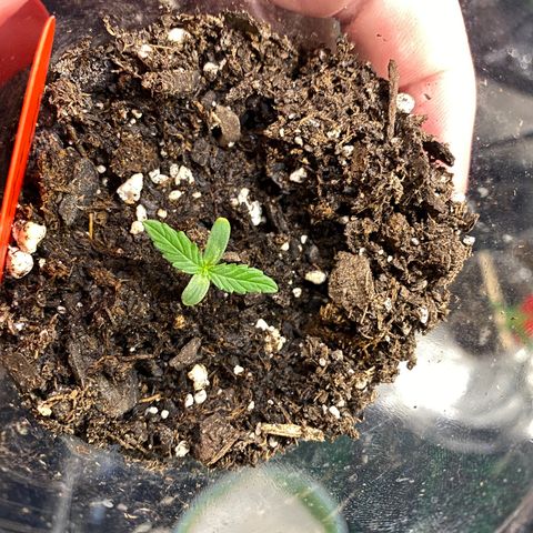 Tangerine dream #1 growlog timeline photo