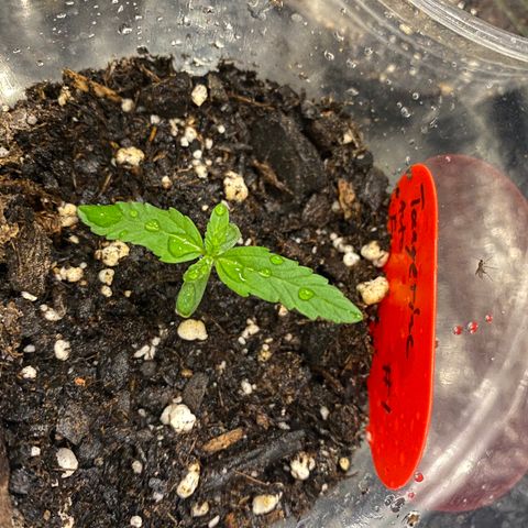 Tangerine dream #1 growlog timeline photo