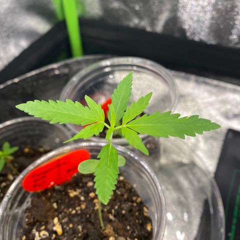 Tangerine Dream #2 growlog timeline photo
