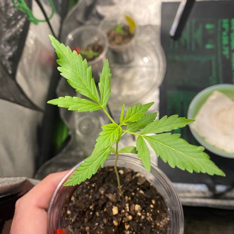 Tangerine Dream #2 growlog timeline photo