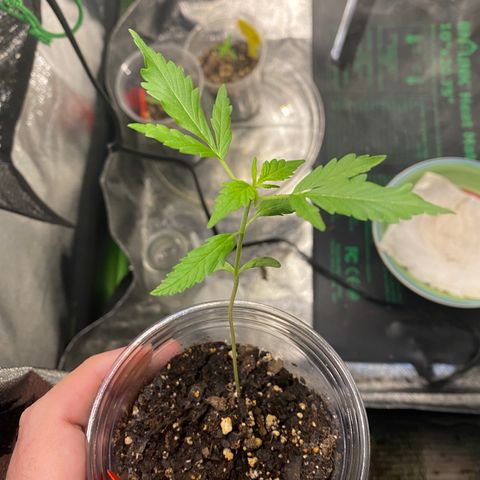 Tangerine Dream #2 growlog timeline photo