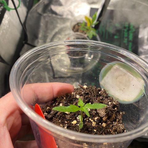 Tangerine dream #1 growlog timeline photo