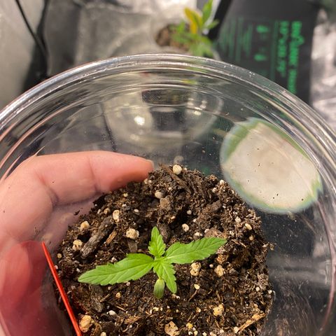 Tangerine dream #1 growlog timeline photo