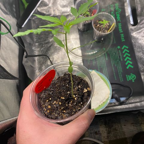 Tangerine Dream #2 growlog timeline photo